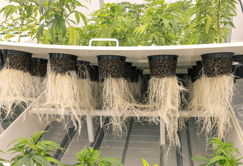 Healthy Cannabis Roots