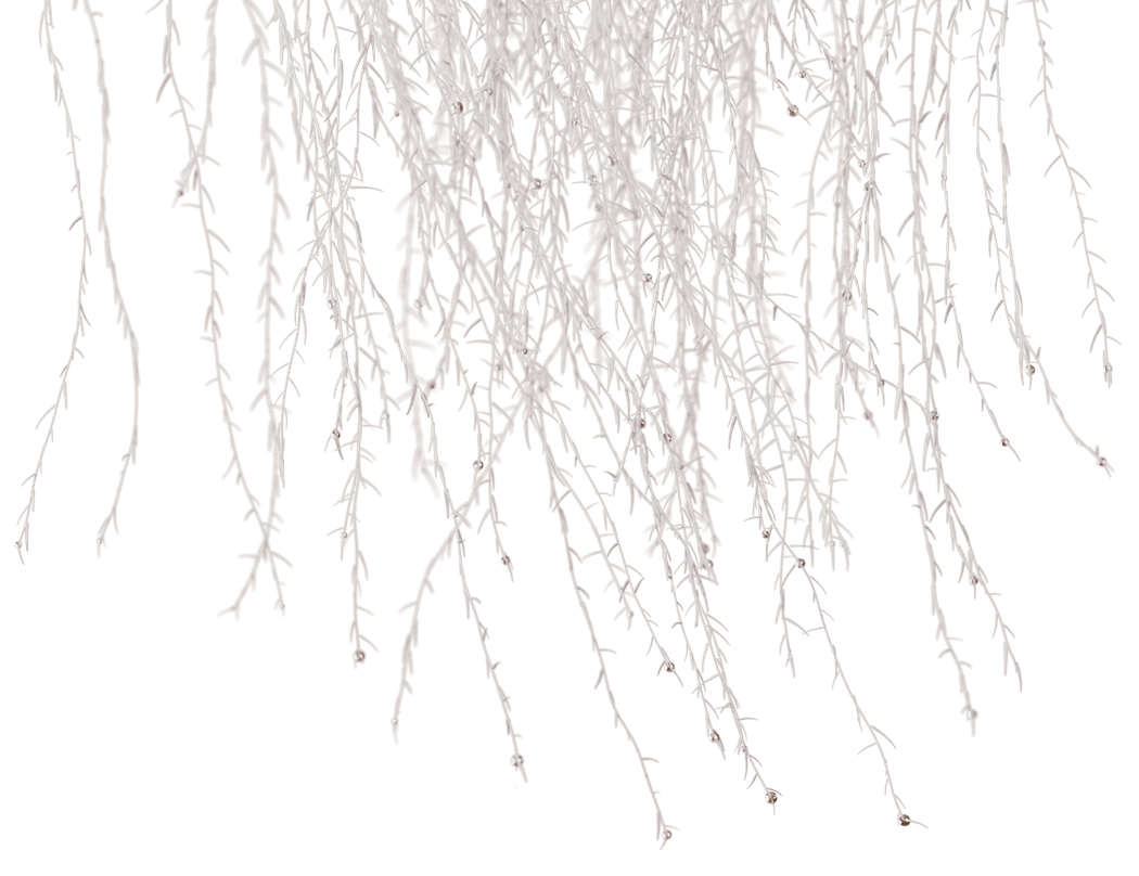 Aeroponic Cannabis Roots